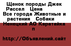 Щенок породы Джек Рассел › Цена ­ 45 000 - Все города Животные и растения » Собаки   . Ненецкий АО,Каратайка п.